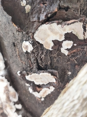 Peniophora albobadia