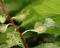 Dasineura salicifoliae