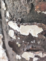 Peniophora albobadia