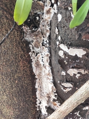 Peniophora albobadia