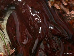 Aplysia californica