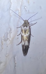 Scythris trivinctella