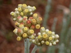 Helichrysum luteoalbum