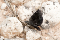 Hesperopsis alpheus