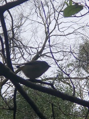 Pardalotus punctatus