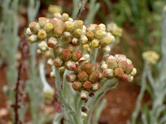 Helichrysum luteoalbum