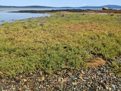 Suaeda maritima