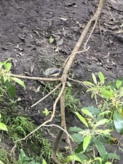 Pardalotus punctatus