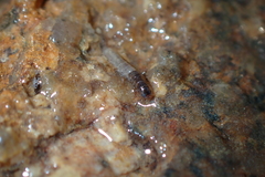 Hydropsychidae