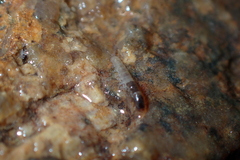 Hydropsychidae
