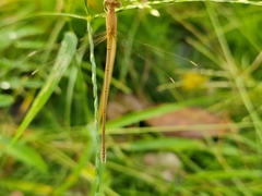 Lestes concinnus