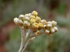 Helichrysum luteoalbum