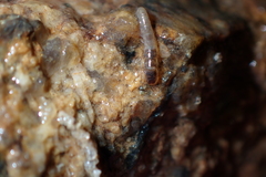 Hydropsychidae