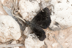 Hesperopsis alpheus