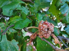 Andricus quercusstrobilanus