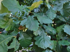 Andricus quercusstrobilanus