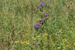 Vernonia missurica