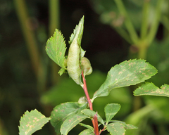Dasineura salicifoliae