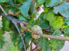 Andricus quercusstrobilanus