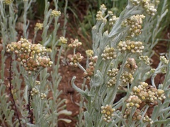 Helichrysum luteoalbum