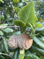 Amphibolips quercuspomiformis