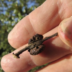 Disholandricus chrysolepidis