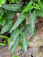 Reynoutria multiflora