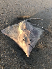 Beringraja binoculata