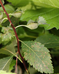 Dasineura salicifoliae