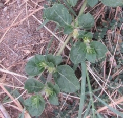 Alternanthera pungens