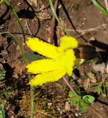 Goodenia arguta