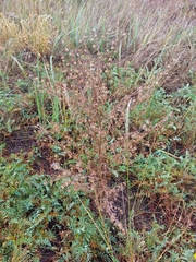 Artemisia sieversiana