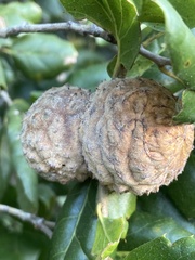 Amphibolips quercuspomiformis