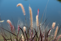 Cenchrus purpureus