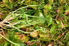 Pontederia vaginalis