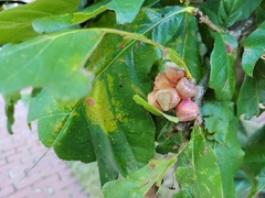 Andricus quercusstrobilanus