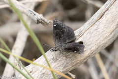 Hesperopsis alpheus