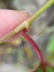 Reynoutria multiflora