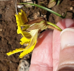 Goodenia arguta