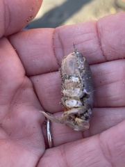 Emerita analoga