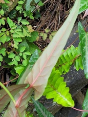 Reynoutria multiflora