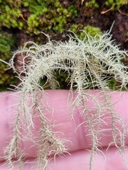 Usnea