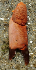 Cycloxanthops novemdentatus
