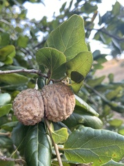 Amphibolips quercuspomiformis