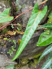Reynoutria multiflora