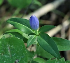 Gentiana andrewsii