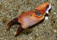 Cycloxanthops novemdentatus