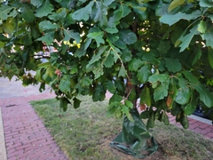 Andricus quercusstrobilanus