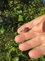 Disholandricus chrysolepidis