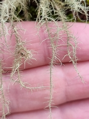 Usnea